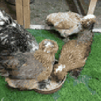 متاح تخم صلطاني خط اول فول موصفات نوادر دجاجات بياضات وديج شرط شد عمره...