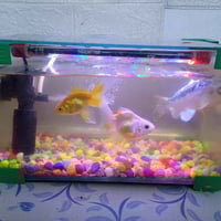 حوض • حله شارع٨٠