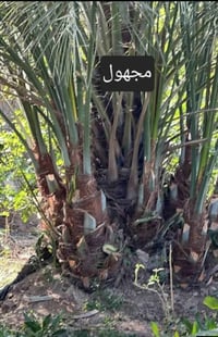 متــــــوفــــر متوفر فسائل شيشي ب50 الف مع القلع فسائل عمراني الفسيل ...