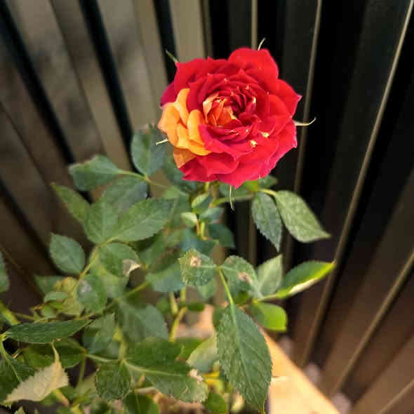 وصول وجبة جديدة 
من النباتات الداخلية والخارجية
الانيقة والجذابة
الاسعار مذكورة تحت الصور

للطلب والاستفسار مراسلة الصفحة 
رقم الواتس اب ***********

يوجد توصيل داخل الموصل 
والجميع محافظات العراق
