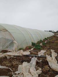 بابل • اردني لبناني • ٥٢م