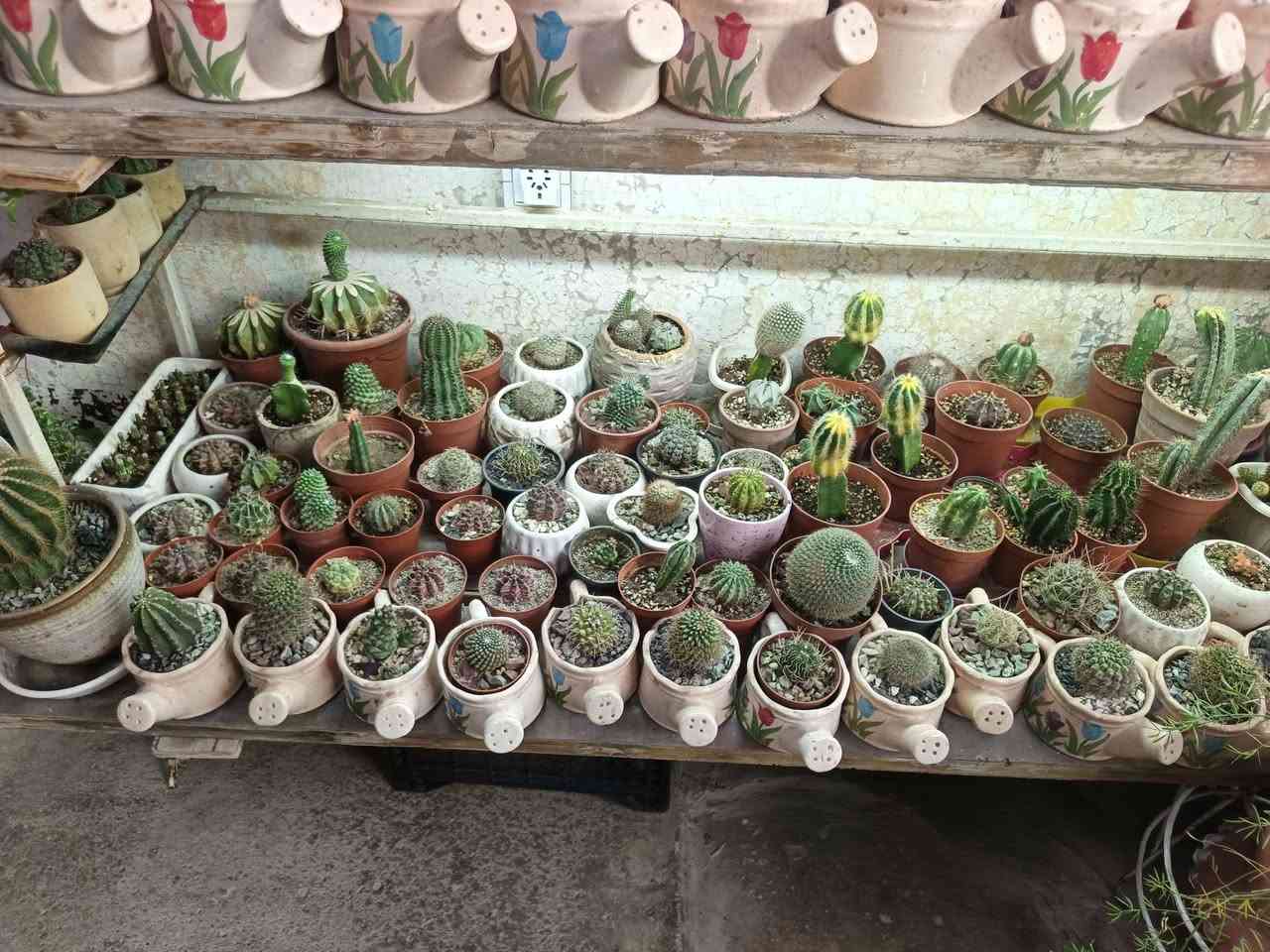 نبات للبيع منهم نوادر هيا والحديد مكاني موصل موصل, نينوى


**إذا كنت صاحب هذا الإعلان وتريد حذفه لأي سبب، رجاءا أرسل رسالة إلى الدعم الفني**