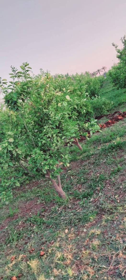 السلام عليكم
شتلات برتقال للبيع بدون شلاع 
قياس متر / 150 الئ 250 / سعر من 5000 // 7000 // تلاف
مكان الفلوجه الشهابي البحديد الناصر  ***********
