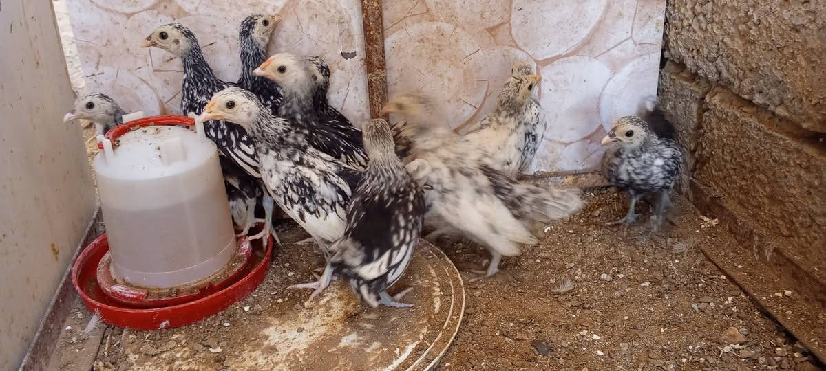 متاح افر!اخ اسباني سبرايت العدد 5 ازواج وتك فارقات الديج من الفروجه تريد زوج ديج وفروجه او تريد شلع الزوج ب25 قفل صور الامهات بالمنشور


**إذا كنت صاحب هذا الإعلان وتريد حذفه لأي سبب، رجاءا أرسل رسالة إلى الدعم الفني**