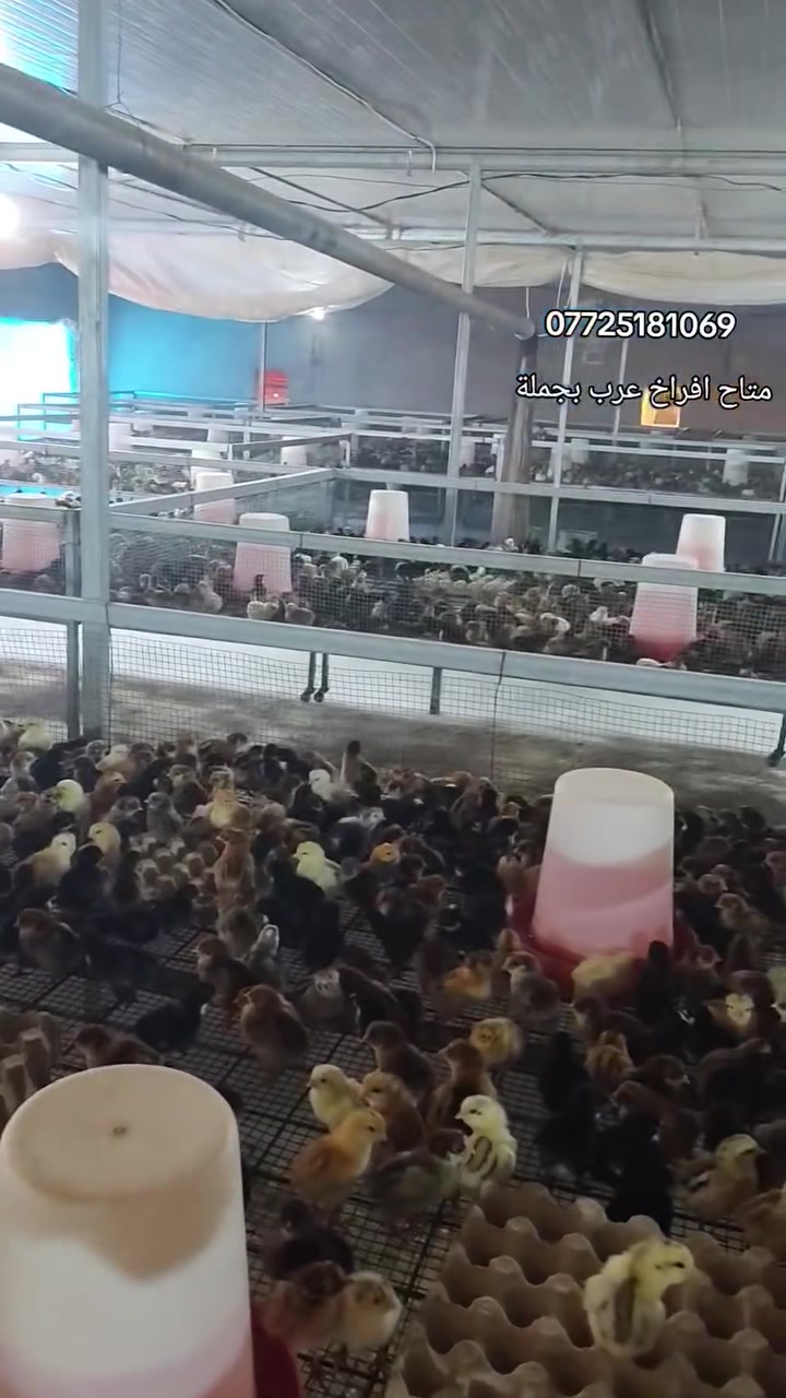سلام عليكم اخوان 👋👋
متوفر افراخ عرب بجملة 🐣🐥
سحة و نشاط فول و ممتازة💉💉
العمر افراخ يتصل 3الي4ايام بسحة جيد جدا نرسلكم ،💉💯👍
الحمد لله اكثر الوجبات مبيوع و محجوز 👀
توصيل متوفر بجملة بعد الاتفاق أن شاء الله 🤗
مكاني سليمانية قضاء كلار،،🫶
اشراي يتصل على الرقم يحجز من قبل 📞☎️📞
اقل عدد البيع الف تك،،.   ***********
