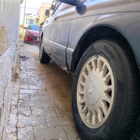 بطة • مكفولة • مصبوغة