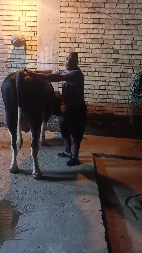 بسم الله الرحمن الرحيم يالله
ليوم الاربعاء ١يعلن مطعم الماجد و قصابه الماجد عن بيع الحم عجل عراقي 
شرفونا وگل الهلا بيكم 
عنوان المسيب حي المعلمين مجاور اسواق الباشا   
***********
