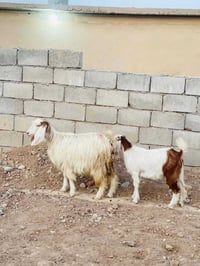 معزة للبيع • ماعز • حيوانات للبيع • ماعز للبيع