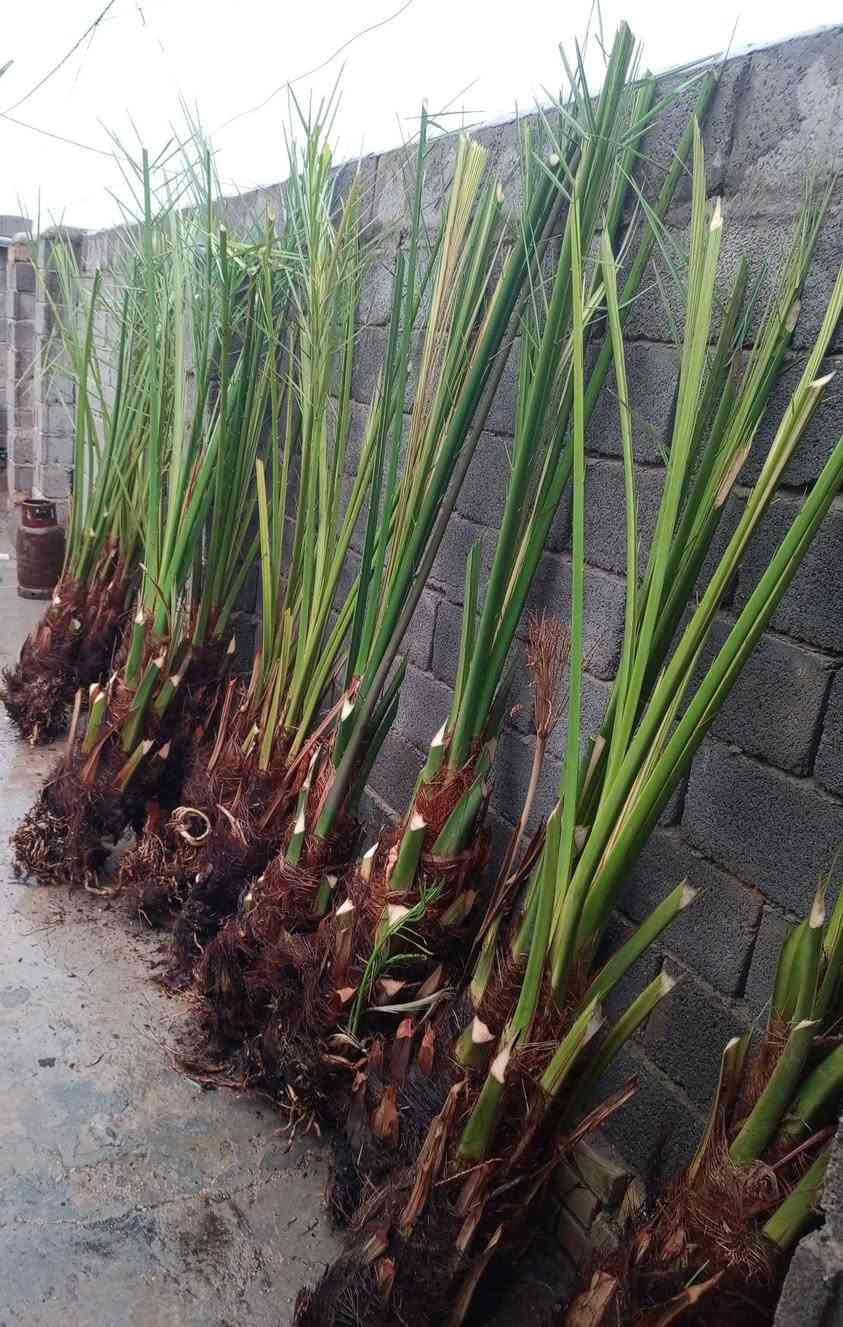 توجد انواع فسائل النخيل وباسعار مناسبة جدا مكاني كوت ***********
