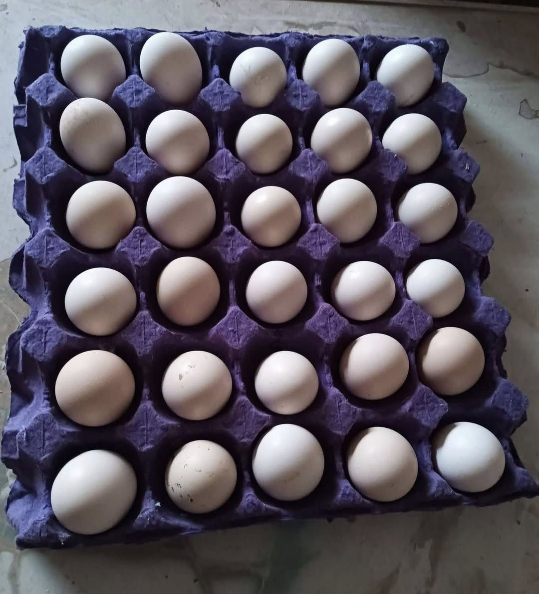 السلام عليكم حبايب عندي بيض للبيع مال هذا الحلال شراي يتصل ع هذا رقم ***********🐣🐔🐓
