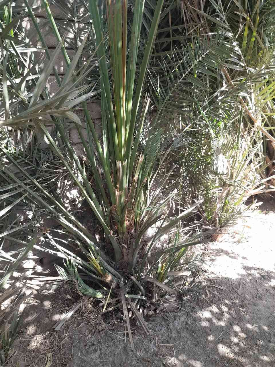 فسيل نخل انوع نوع اشويثي خضراوي سعر الفسيل ب 5 تشليع ع مشتري تصل واتساب ***********
