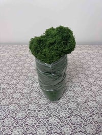 موس طحالب • ٢٠ غم • توصيل بغداد