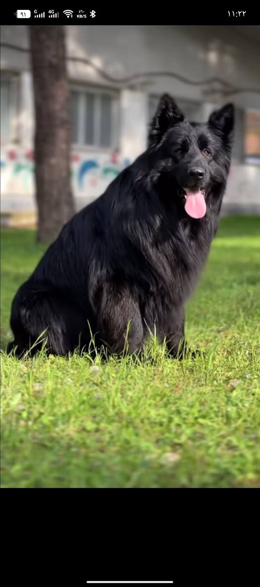 السلام عليكم ورحمة الله وبركاته
يتوفر بيع جيرمن بلاك شيبرد عمر الكلب سنه 

وجميع التفاصيل موجودة في الفيديو 

للتواصل و الأستفسار عن السعر في الرقم ادناه 
وتساب ***********#جيرمن بلاك شيبرد
