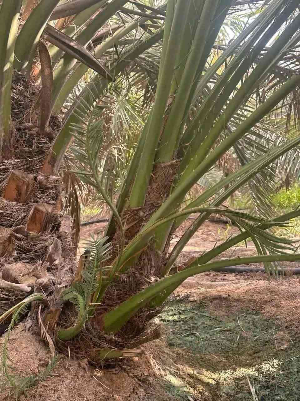 برحيات للبيع حرات اصليات  سعر 110الف الوحده  بيع حجم خشن بلحض والبخت امانه الله ورسوله مال بستاني و مشروطات ومخليلك عثك تأكد وتشلع بيدك وتشلع بيدك تمره الخشنه شرط شوف بعينك  العنوان واسط ألاستفسار والاتصال عل ***********
