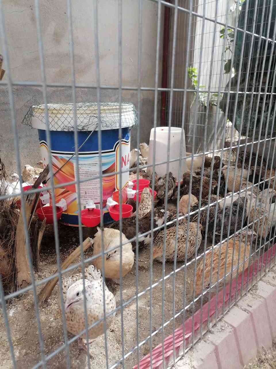 السلام عليكم
يوجد سمان (مريعي) ذكور فقط للذبح
او التلقيح..
سعر الزوج المفرد ٣٥٠٠
والكمية شلع سعر الزوج ٣٠٠٠
للحجز والاستفسار الاتصال
***********
المكان العلم قرب فلكة عبد الله الجبارة..
