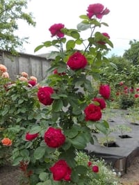 دار للبيع طابو صرف المساحه بناء 2017المساحه 100م جبهه 5م نزال 20مدخلين...