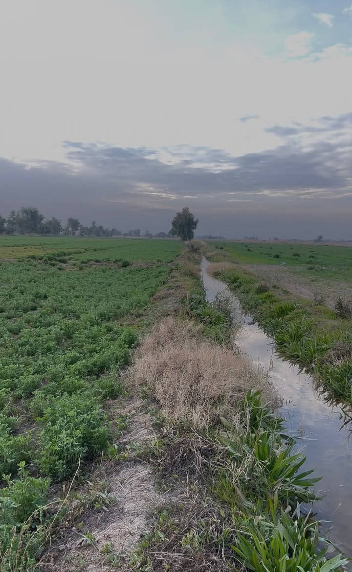 الدونم بلاش سعر الدونم 8 مليون طابو زراعي سند 25 حق التصرف سند مستقل 27 دونم
تاخذ 2500 صافي ماتدفع فلوس حين تروح لتسجيل العقاري تفتح بيان خدمات خير من الله كهرباء وماء سقي وماء اسالة موقع الأرض إلى موضح بالتصوير العنوان سبع البور ذراع دجلة العيساويه تبعد عن مرقد بنات الحسن 10 دقايق
عن بغداد 40 كيلو
*********** +واتساب
*********** +واتساب
*********** +واتساب
