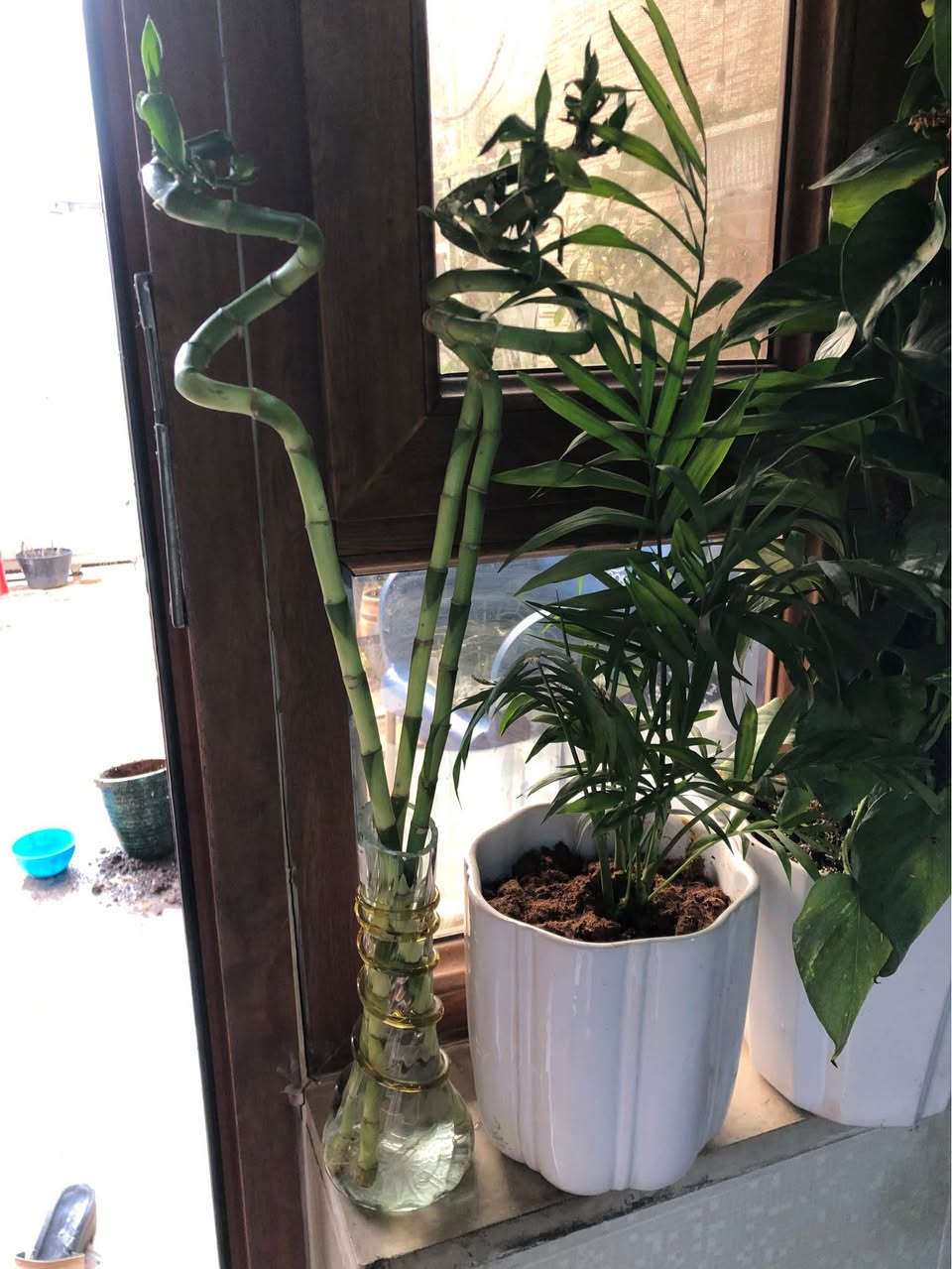 نباتات طبيعية ظلية كلها ٨٠ الف قفل
اربيل روشنبيري
توصيل داخل اربيل ٥ الف أربيل, العراق


**إذا كنت صاحب هذا الإعلان وتريد حذفه لأي سبب، رجاءا أرسل رسالة إلى الدعم الفني**