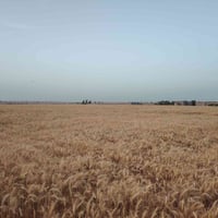 موجود عمال شلاع بصل   07832089819 هاذه رقم صاحب الشغل رجائن لا أحد يرا...