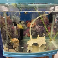 حوض سمك • نظيف • خانقين