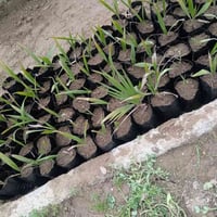 متوفر أشجار رمان وتين وواشنطوني ابيع جملة ماكو مفردات للتواصل 07718340...