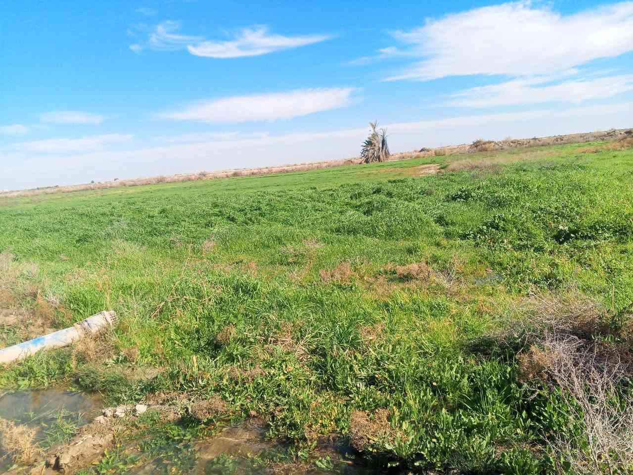 سلام عليكم كاع البيع سفحه مال حلال 20دونم ماي متوفر مكاني رفاعي على طريق ابو الماش الشراي هاذه رقمي للتواصل ***********استفسار
