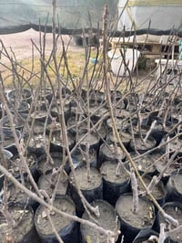 تين العبيد السعودي • غزير الإنتاج • الانبار حديثة