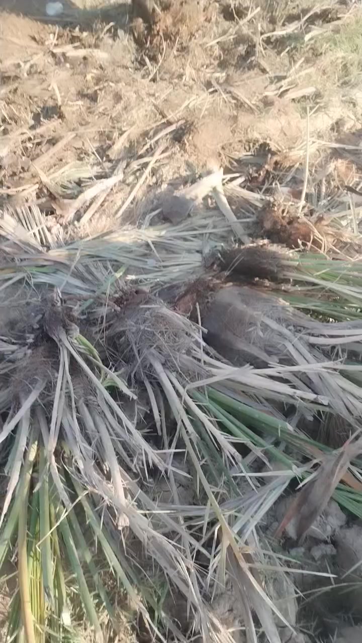 بسم الله الرحمن الرحيم 
بمناسبه شهر رمضان الكريم يسر مشتل الزهراء في ميسان عليها السلام ان يعلن لكم عن توفر فسائل نخيل بريم قلع باسعار مناسبه واحجام مختلفه مع وصل ضمان اتعهد بلصنف والنوعيه حتى الاثمار كذالك يوجد لدينا خدمة توصيل لجميع محافظات 🇮🇶
القاع اليوم الثالث من رمضان المصادف 21/2/2026
اسعار مناسبه.  وصل ضمان     توصيل موجود 
بريم احجام دبه غاز واكبر30الف 
بريم احجام دبه غاز وازغر 25الف 
بريم احجام شوية ازغر 20الف
بريم احجام اشويه ازغر 15الف
بريم احجام شوية ازغر 10الاف
كما مبين بلتصوير احجام حلوه اسعار مناسبه  وصل ضمان  توصيل موجود جميع المحافظات العراق 🇮🇶
اليريد يتصل او يجي ياخذ او توصيل حسب الاتفاق 
مشتل الزهراء في ميسان عليها السلام العماره بستان دور النفط شارع مقبره الصابئه قرب جملونات بيت العنتاكي للدواشك والحصران داخل الفرع 
***********
***********
