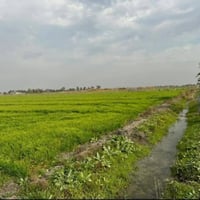 ٤دونم • الشيخ عامر بلعيساويه • خدمات كاملة