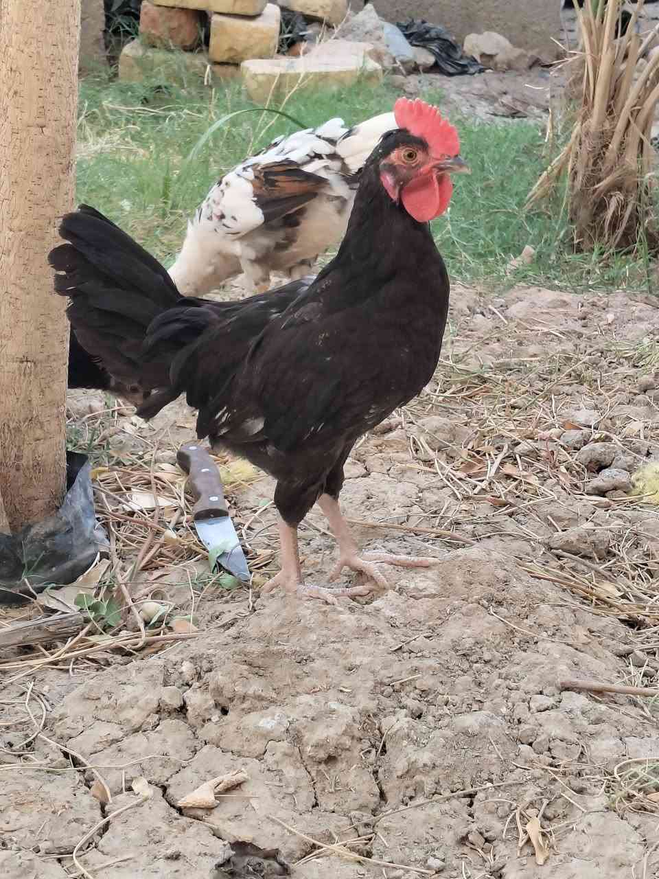 الحلال كحلي كويتي افرك  عمرهن شهرين ونص ملقحات وجاهزات شوف الشكل ونصبه الزوج 30 مكاني الناصريه


**إذا كنت صاحب هذا الإعلان وتريد حذفه لأي سبب، رجاءا أرسل رسالة إلى الدعم الفني**