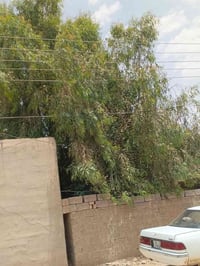 شجرة • منشار • بلااش