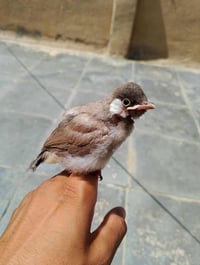 بلبل بصراوي صيد بسعر مناسب للتواصل 07754187783