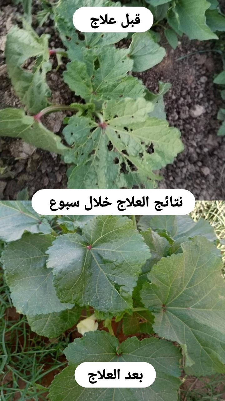 سلام عليكم ورحمة الله وبركاته يوجد جميع العلاجات ومبيدات حشريه وفطريات ومنشطات ومبيد ادغال العريضه والرفيعه والرفيعه فقط شرط مشروطه 
#نتائج موجوده بالصوره 
اتصال على الرقم ***********
او مراسلة الحساب
