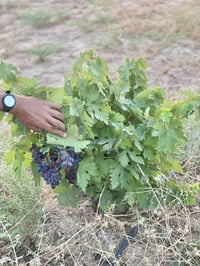 اقلام عنب جبلي • ثابت الحجم • موصل ايمن