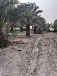 يوجد لادينه نخل للبيع  من متر ولحد ٣متر النخل كلا حمال ومحمل حالين الر...