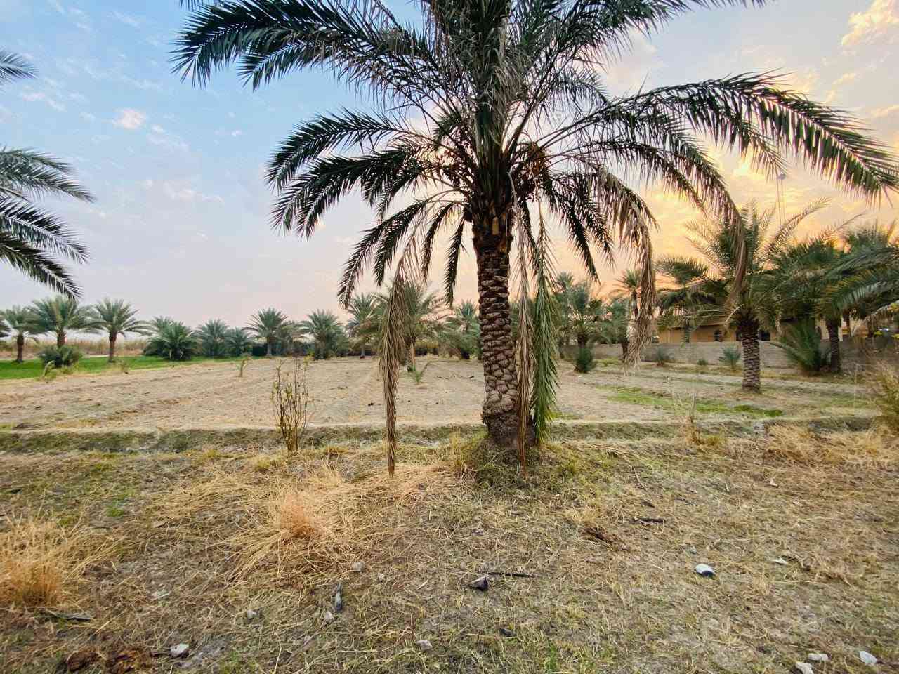 السلام عليكم 3 دونم طابو زراعي سند 25 ; طابو الكاظميه . 
واجهه الدونم 27 تباع تقطيع او كليا حسب رغبه المشتري
الارض مزروعه وكامله بيهه 50 نخله وبيهه 20 زيتونه 
شارع تبليط - ماء - كهرباء - ماء سقي  
تبعد عن الكاظميه 15 دقيقه موقع الارض التاجي سبع البور -
- البصام -
*********** بي واتساب #
