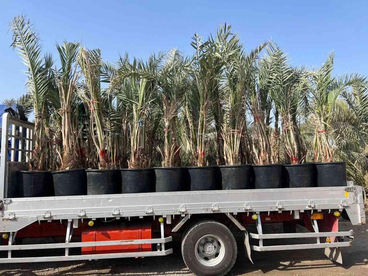 سلام عليكم عشاق ومحبين زراعت النخيل جميعا فسائل برحي حر من برحي ابي الخصيب مجذر الأحجام الكبيرا ***********  العنوان بصره ابي الخصيب
