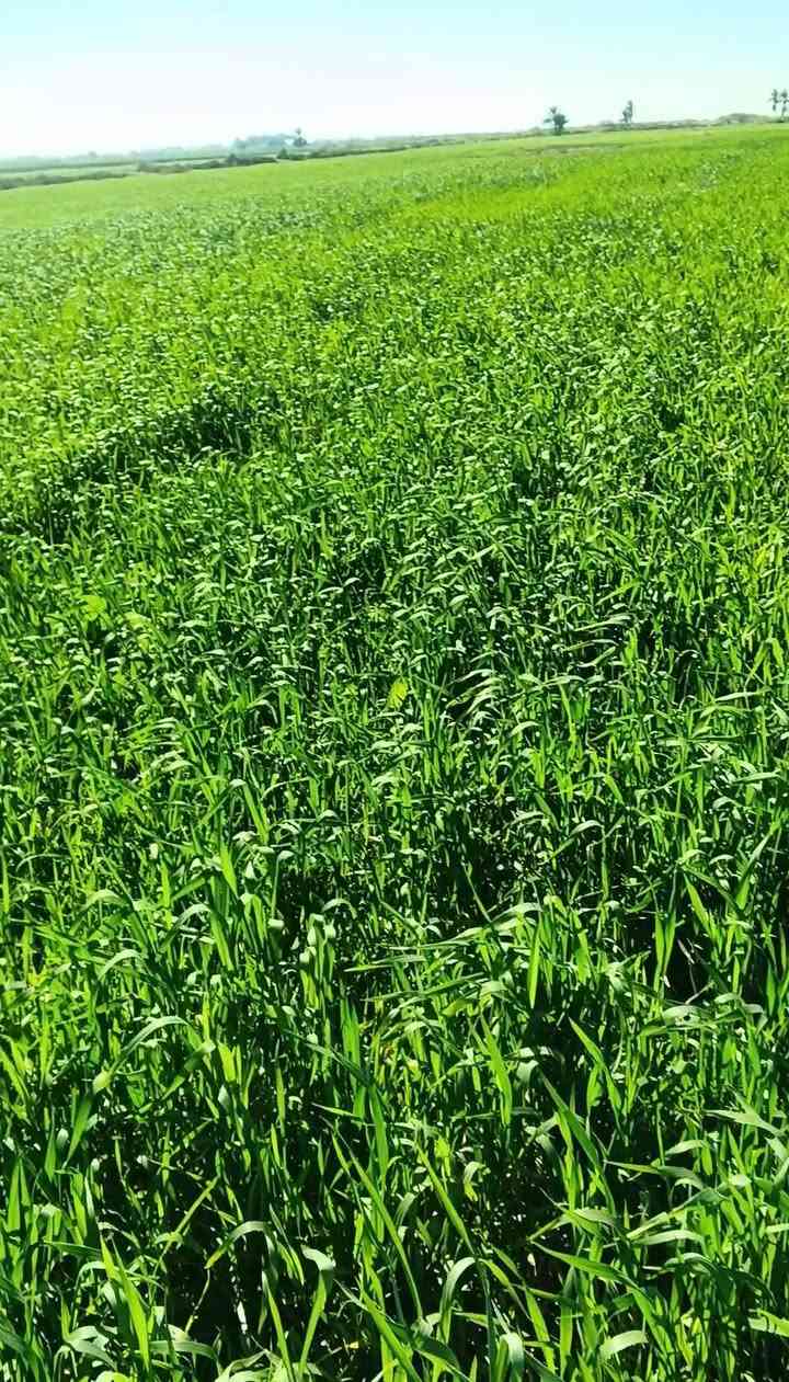 السلام عليكم دغل للبيع مساحه الارض 41دونم الاستفسار ***********
