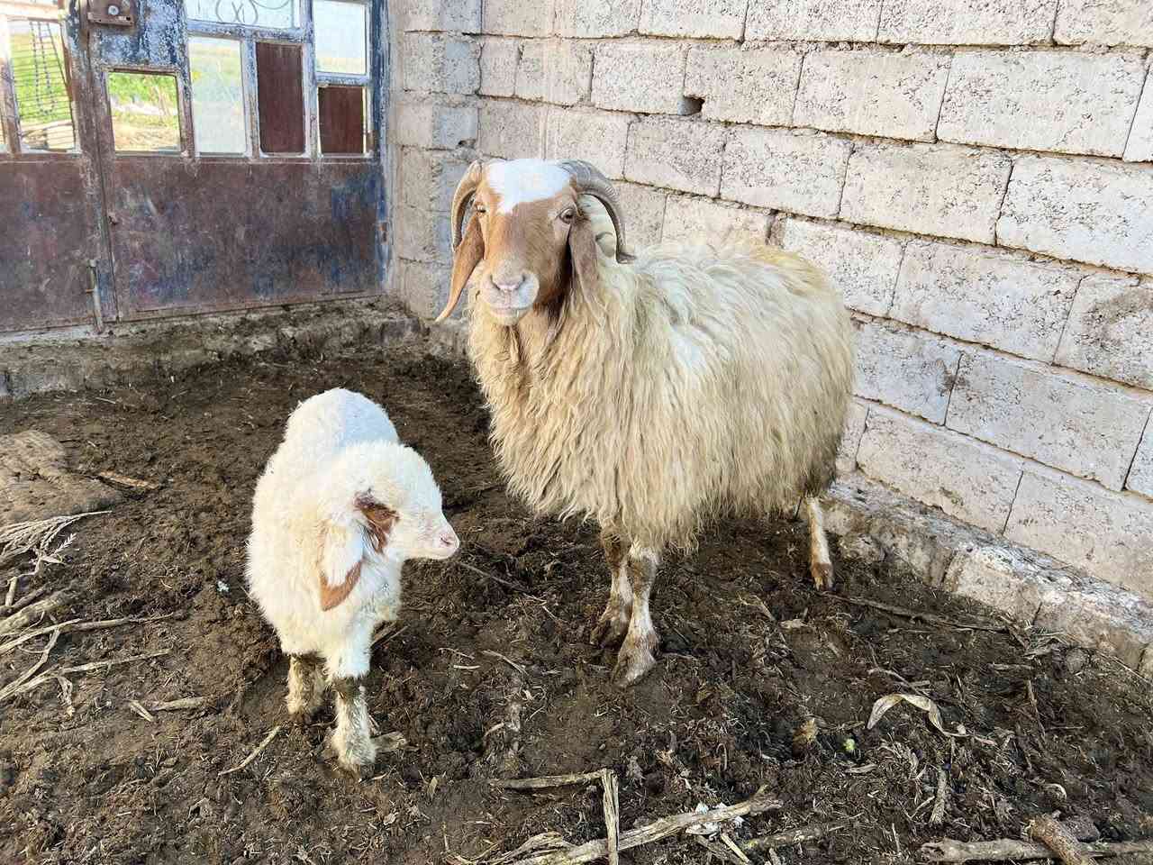 ألسلام عليكم يوجد انعاج للبيع وراهن طليان السعر علخاص للاستففسار ***********////***********
