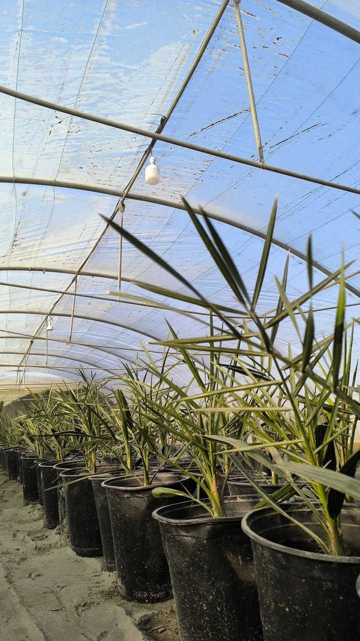 للنخلة ننتمي.. ومنها ننطلق..
لان أول نخلة في التاريخ انطلقت من بابل.. قررنا أن تكون أول نخلة نسيجية تنطلق من البشير..
نحن أول شركة عراقية متخصصة  بالنخيل النسيجي وتعبئة وتعليب التمور.. ومنذ أول نخلة زرعناها في ربوع بلادنا الحبيبة والى آخر نخلة ستزرع.. قررنا أن نبقى معكم من الغرس الى الاثمار.. فلدينا كادر متخصص بتصفير الأرض وتهيئتها للزراعة.. مع توفر خدمات ما بعد البيع والإشراف والمتابعة وغيرها من الخدمات التي توفرها الشركة لزبائنها الكرام..
مع البشير مستقبلك مضمون..
للاستفسار والتواصل:
- قسم المبيعات النخيل : ***********
- قسم المبيعات النخيل : ***********
- قسم الاسمده والتوصيل: ***********
الموقع: محافظة بابل، مدينة الحلة، طريق منطقة عوفي.

#البشير_مشروع_وطن  
#شركة_البشير_العالمية
