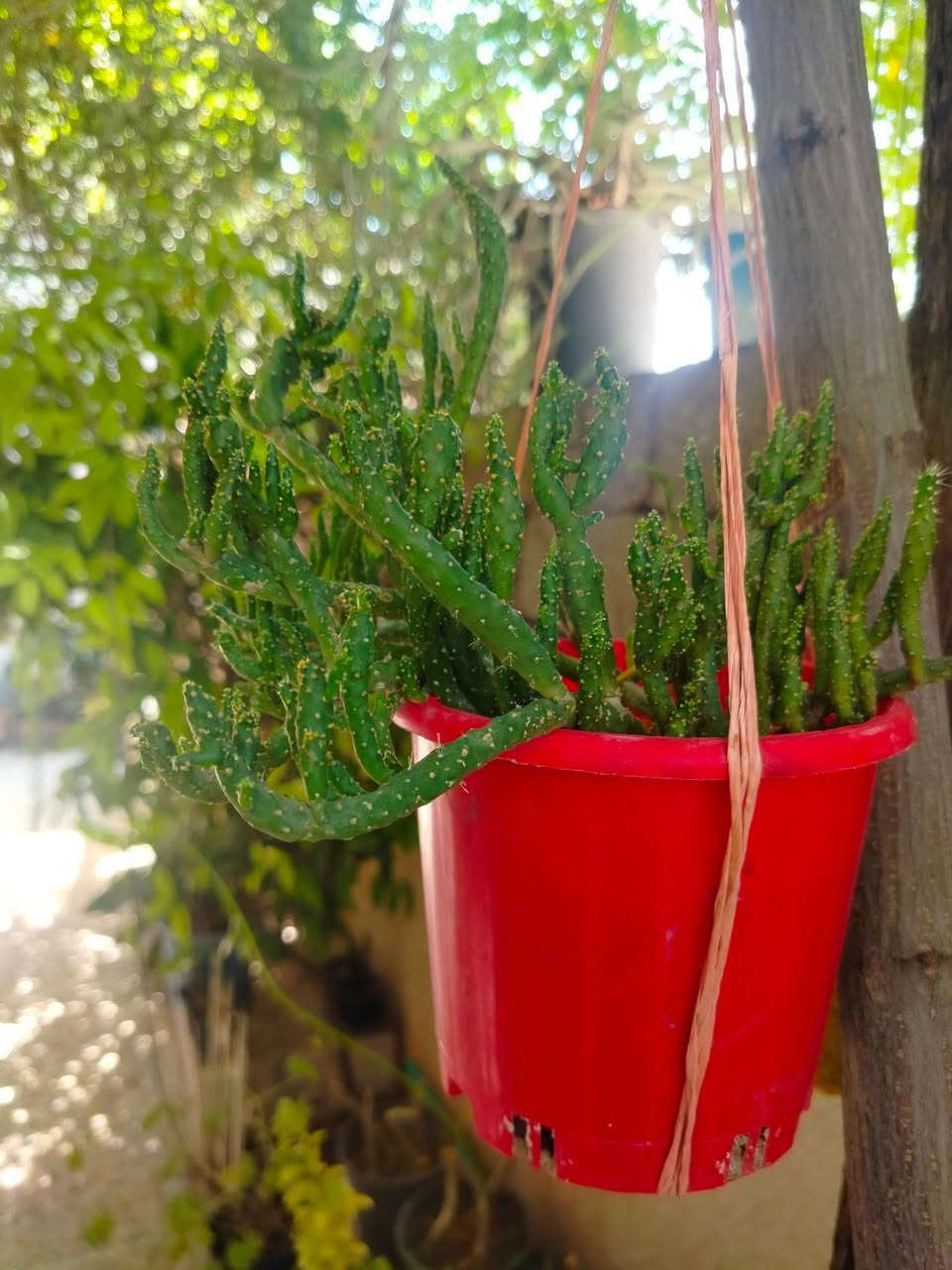 🌿 متوفر لدينا تشكيلة مميزة من النباتات الداخلية والخارجية بأسعار مناسبة وجودة عالية، أهلاً وسهلاً بكم.
للحجز خاص


**إذا كنت صاحب هذا الإعلان وتريد حذفه لأي سبب، رجاءا أرسل رسالة إلى الدعم الفني**