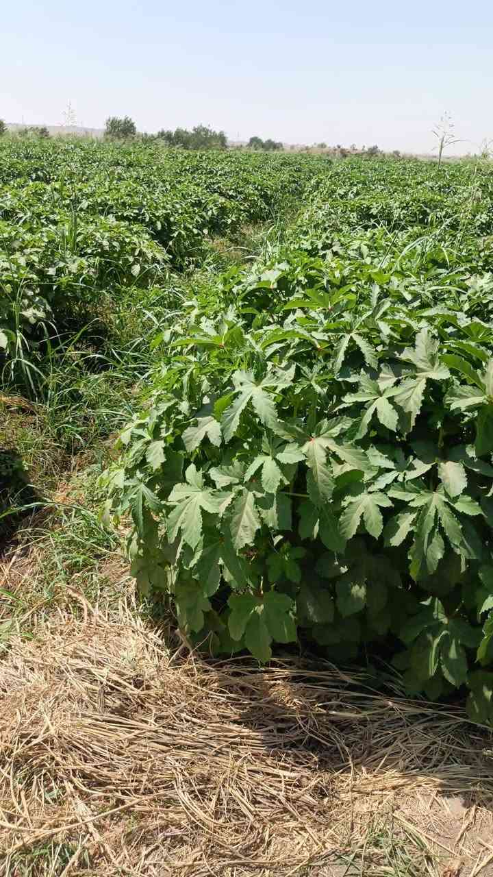 بذور بانيه محسن ام أربعين يوم***********
