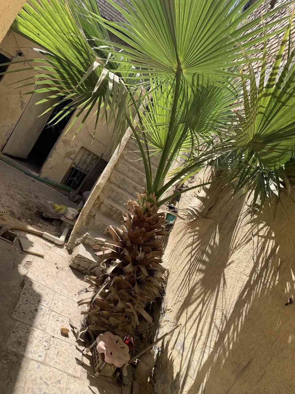 للبيع بغداد مدينه الصدر سعره ب350وبيه مجال قليل تواصل رقم الواتساب فقط ***********
