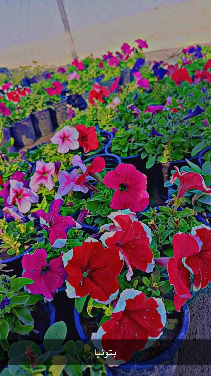 متوفر جميع انواع الورود الموسميه والدائميه 🌹🌷🌸


**إذا كنت صاحب هذا الإعلان وتريد حذفه لأي سبب، رجاءا أرسل رسالة إلى الدعم الفني**