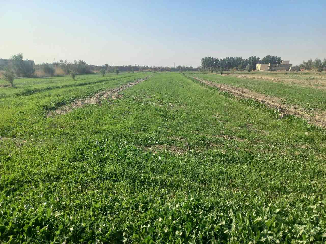 سلام عليكم ورحمة الله وبركاته
أرض زراعية للبيع 
9دونم فيه نخل ورمان مثل ماواضح بصوره 
بيت 4غرف براني 15متر 
كهرباء ماء اساله 
ماء سقي متوفر 
العنوان الديوانية طريق سومر عفك تبعد عن الشارع العام 400 متر طريق رسمي كتف بزل رئسي 

 وأيضاً اقل من كيلو متر تقريباً متوفرة اسواق 
ومستوصف صحي صيدلايات 
ومدارس بتدائية متوسطه واعدادية
***********
