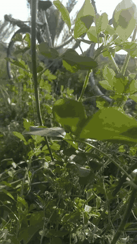 باسكن • اسود • الهاشميه