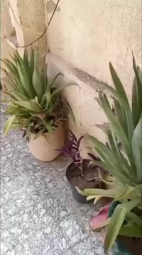 سويب خلف مدرسه البسمله • ١٢٠م • ٣غرف نوم