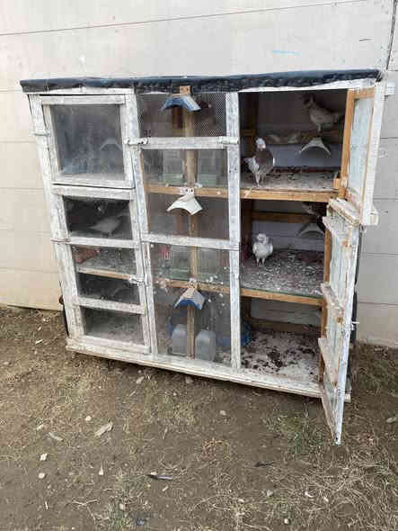 السلام عليكم خانات ام ال 6 كل خانة حجمهة واسع جدا وداخلهن وقافات للفحل وطوس تفقيس وطاسة مال اكل ومشربيات مال مي 
كاملات مكملات فقط تخلي طيورك 
العنوان بغداد السيدية حي الاعلام 
السعر  قفل  بدون عملة ب 100 كاملات بوب سراقي 
حتة جلد اسود مخليلهم مال مطر 
متوفر واتساب ***********
وماعندي توصيل
