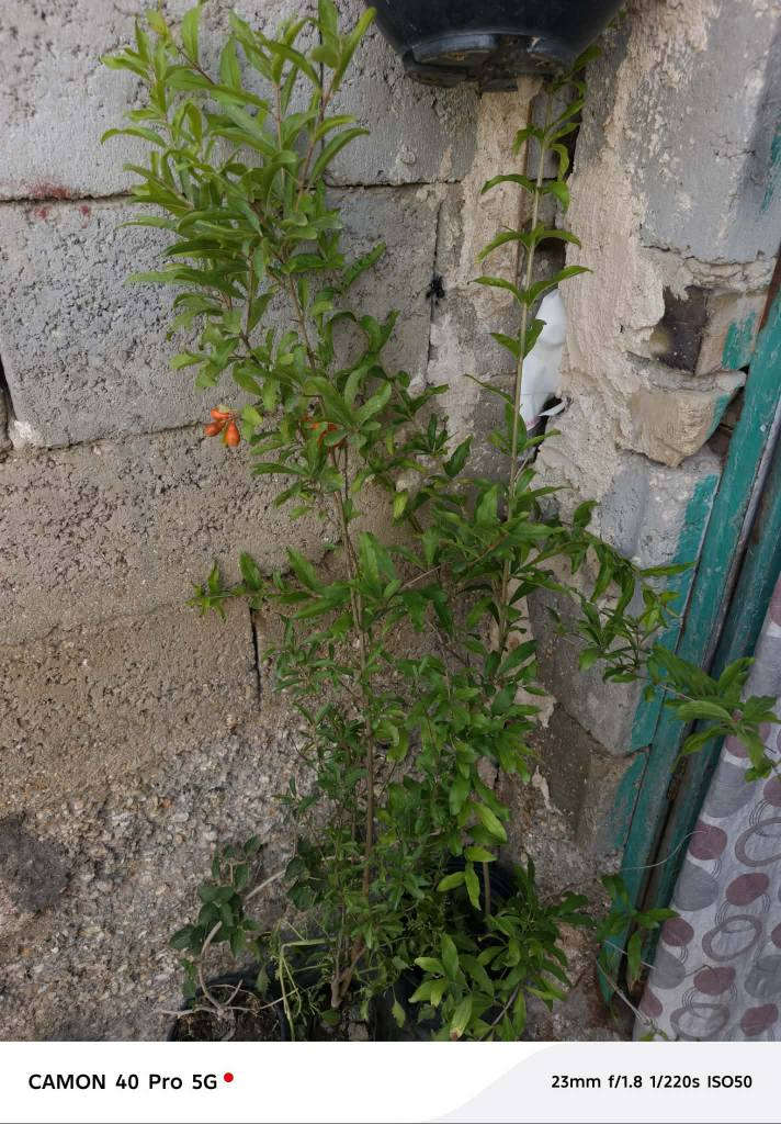 توفرت اكاسيا لاله عباس نعناع داودي جوري اشجار رمان💯
متوفر توصيل داخل الديوانيه 🌱🌱🌼 ديوانية, القادسية


**إذا كنت صاحب هذا الإعلان وتريد حذفه لأي سبب، رجاءا أرسل رسالة إلى الدعم الفني**