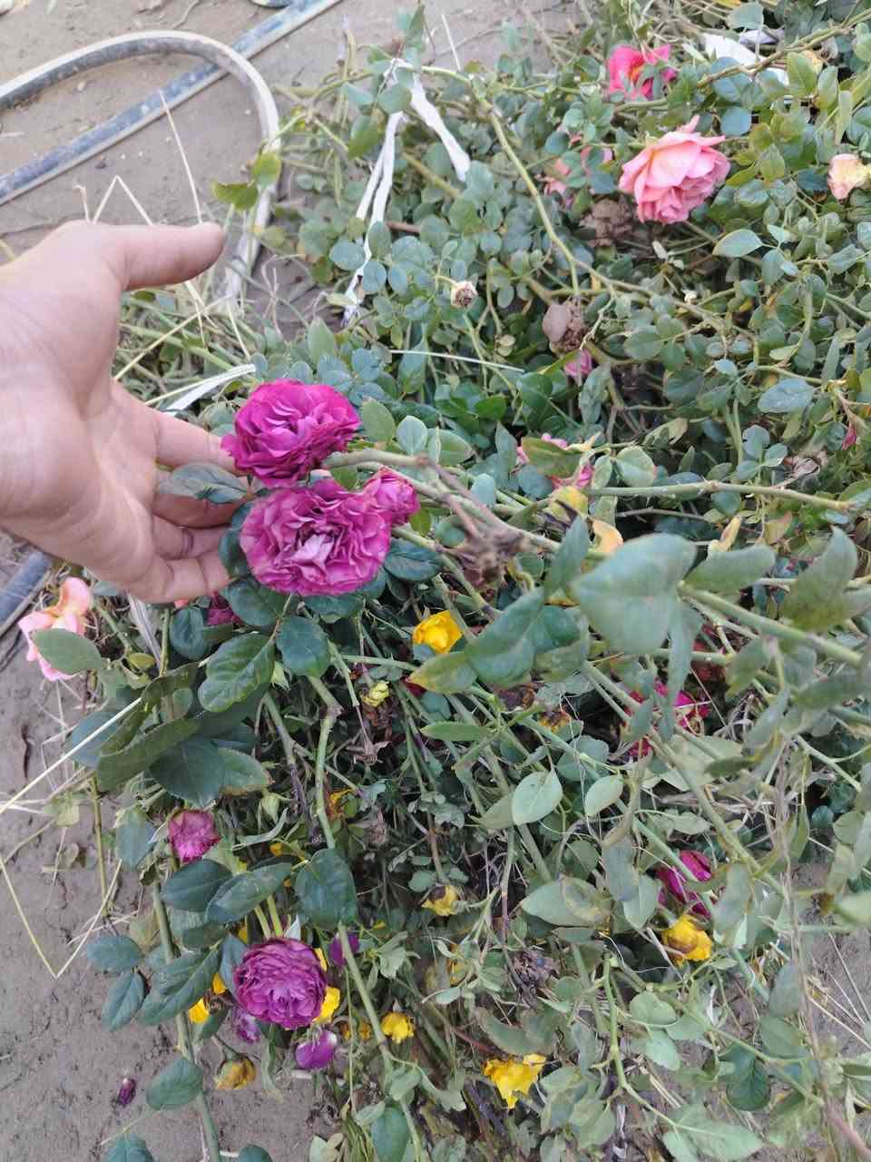 السلام وعليكم 
متوفر اقلام كميات 
اقلام رمان سليمي سعر الف قلم 150الف
رجع توفر اقلام الجوري العراقي العطري  7الوان سعر الف قلم 200 الف 
المكان ديالى *********** واتساب
